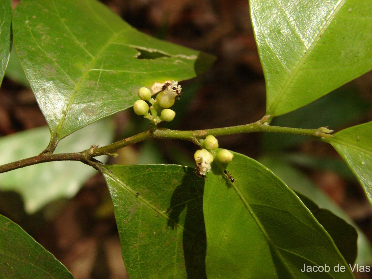 Dichapetalum zeylanicum Kosterm.